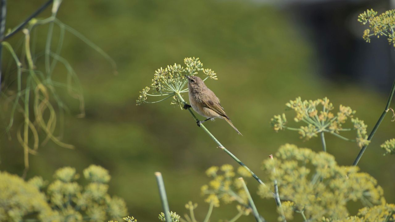 Herb Bird Explained in Simple Terms
