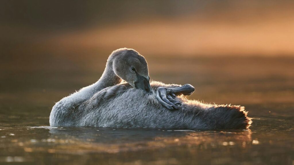 Herb Bird Natural Consumption in the Wild