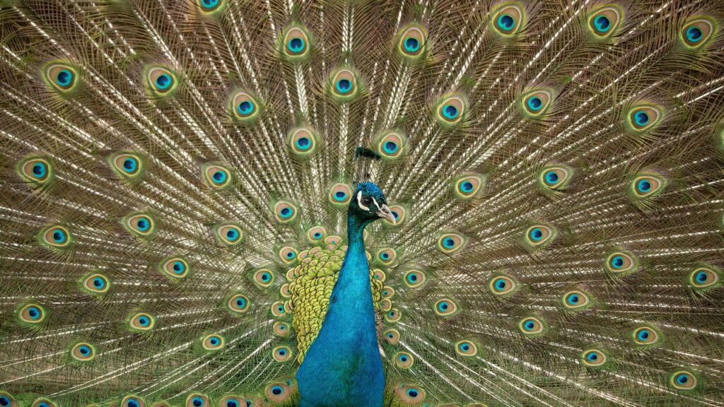 The Future of Herb Birds