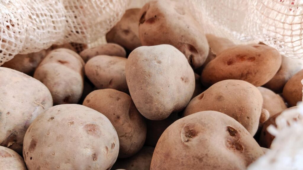 Maine Potato Lady the Agricultural Roots