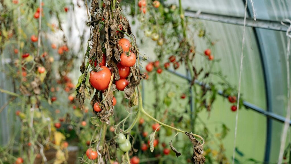 Cherry Tomato Caring for Your Growing