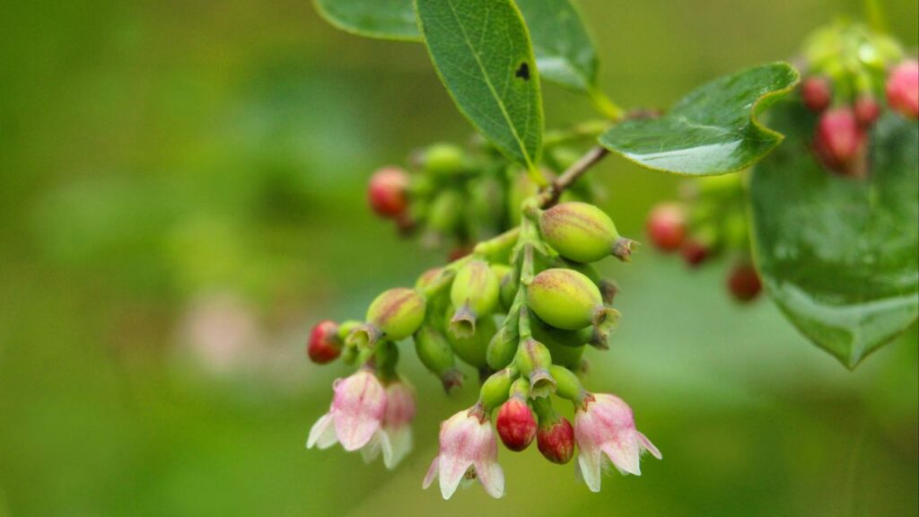 Huckleberry Habitats for Future Generations