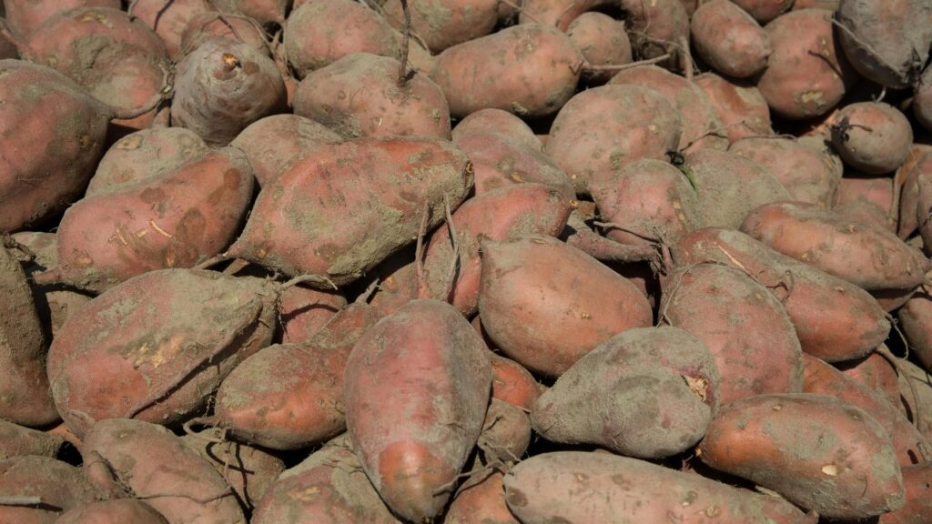 Sustainable Farming and the Future of Yam Leaves